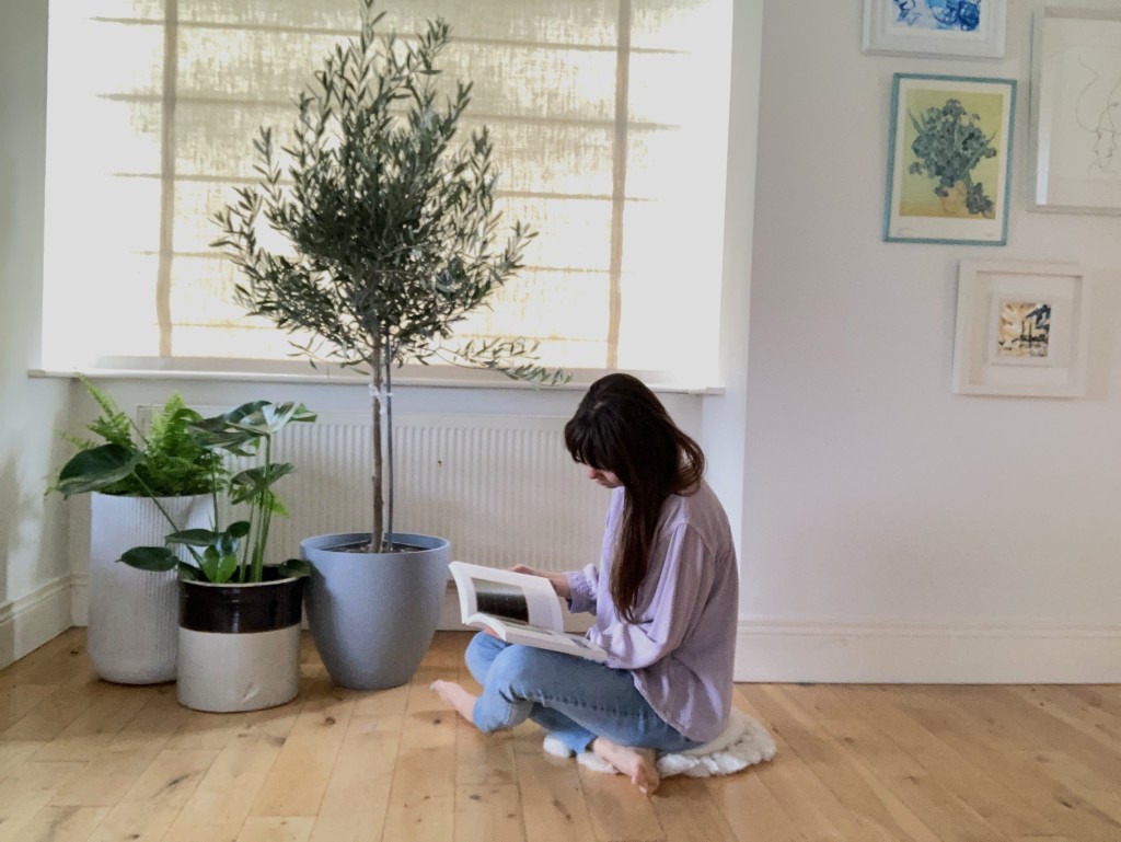 set up for success! indoor tree care guide